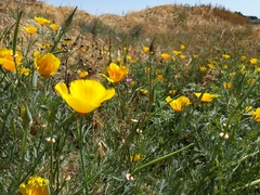 Eschscholzia californica