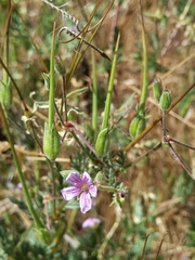 Erodium botrys