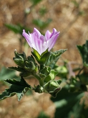 Malva multiflora