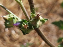 Malva multiflora