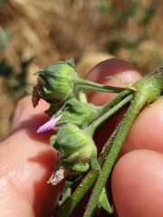 Malva multiflora