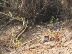 Masticophis lateralis euryxanthus