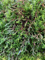 Selaginella wallacei image