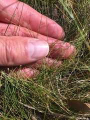 Eleocharis brittonii