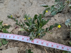 Camissoniopsis micrantha