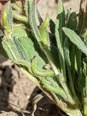 Camissoniopsis micrantha