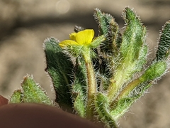 Camissoniopsis micrantha