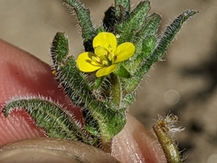Camissoniopsis micrantha