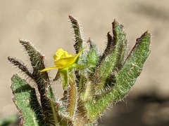 Camissoniopsis micrantha