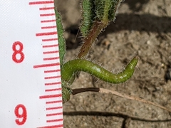 Camissoniopsis micrantha
