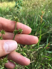 Juncus validus