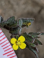 Camissoniopsis micrantha