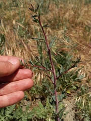 Clarkia unguiculata