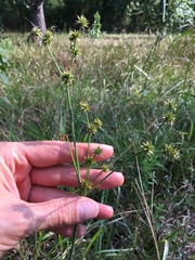 Juncus validus