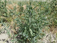 Chenopodium album