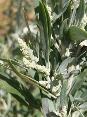 Chenopodium album