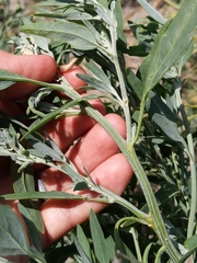 Chenopodium album