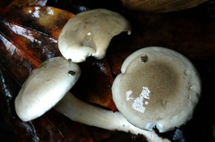 Hygrophorus occidentalis