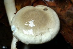 Hygrophorus occidentalis