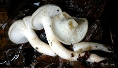 Hygrophorus occidentalis