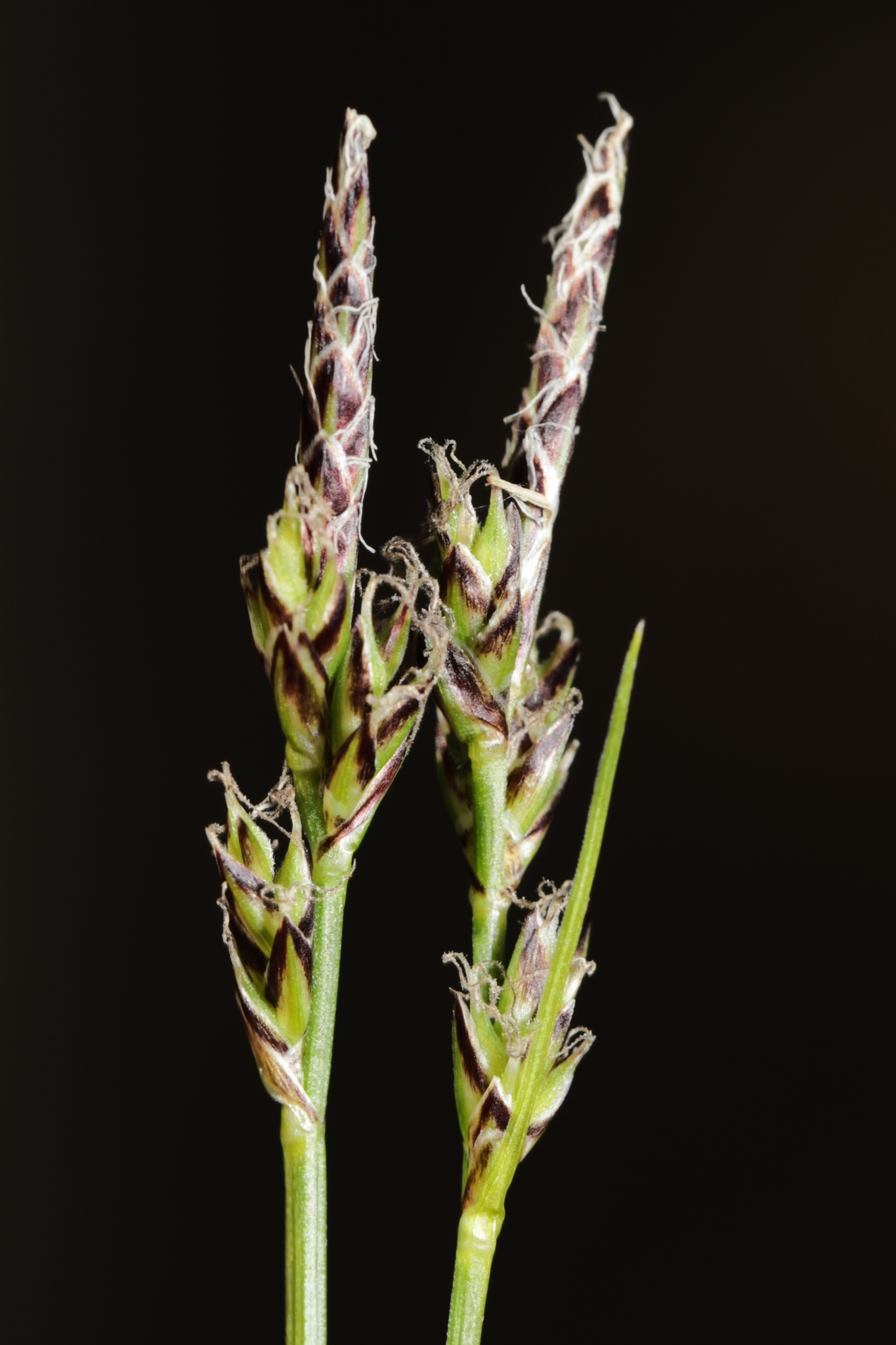 Carex albicans
