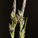 Carex albicans - Photo (c) Paul Marcum, μερικά δικαιώματα διατηρούνται (CC BY-NC), uploaded by Paul Marcum
