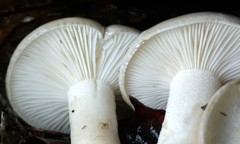 Hygrophorus occidentalis