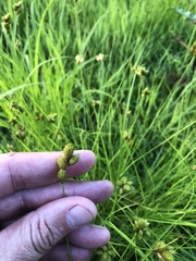 Carex scoparia