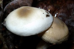 Hygrophorus occidentalis