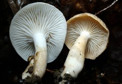 Hygrophorus occidentalis