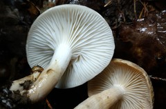 Hygrophorus occidentalis