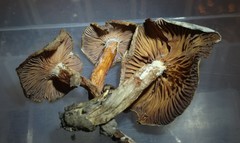 Hygrophorus occidentalis