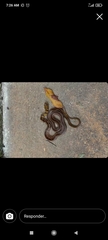 Erythrolamprus melanotus