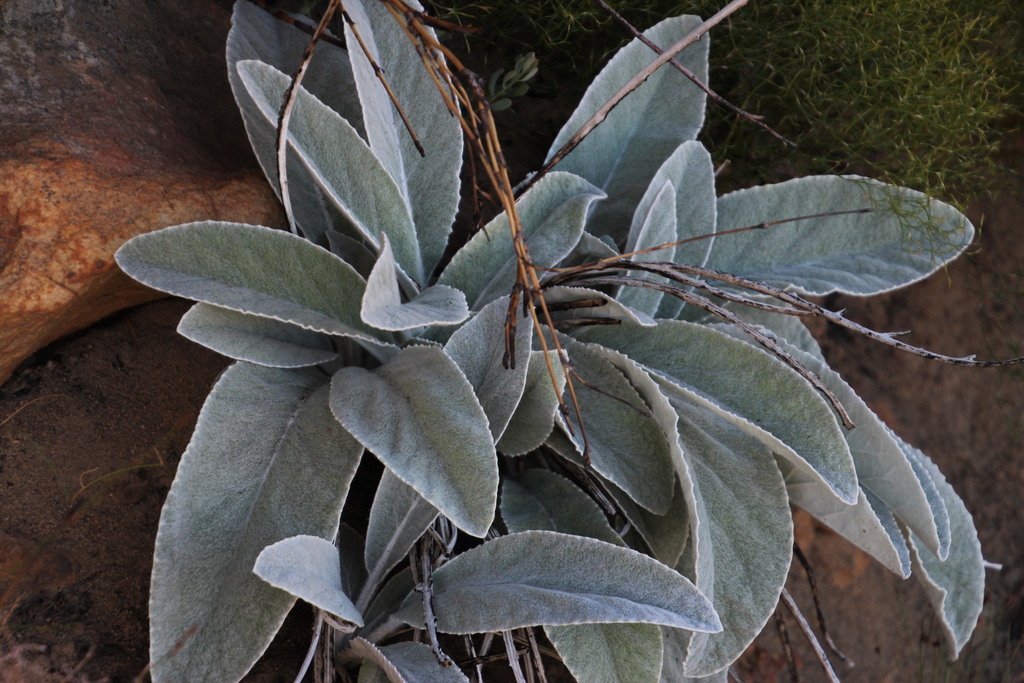 Giant Tinderleaf