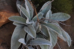Hermas gigantea