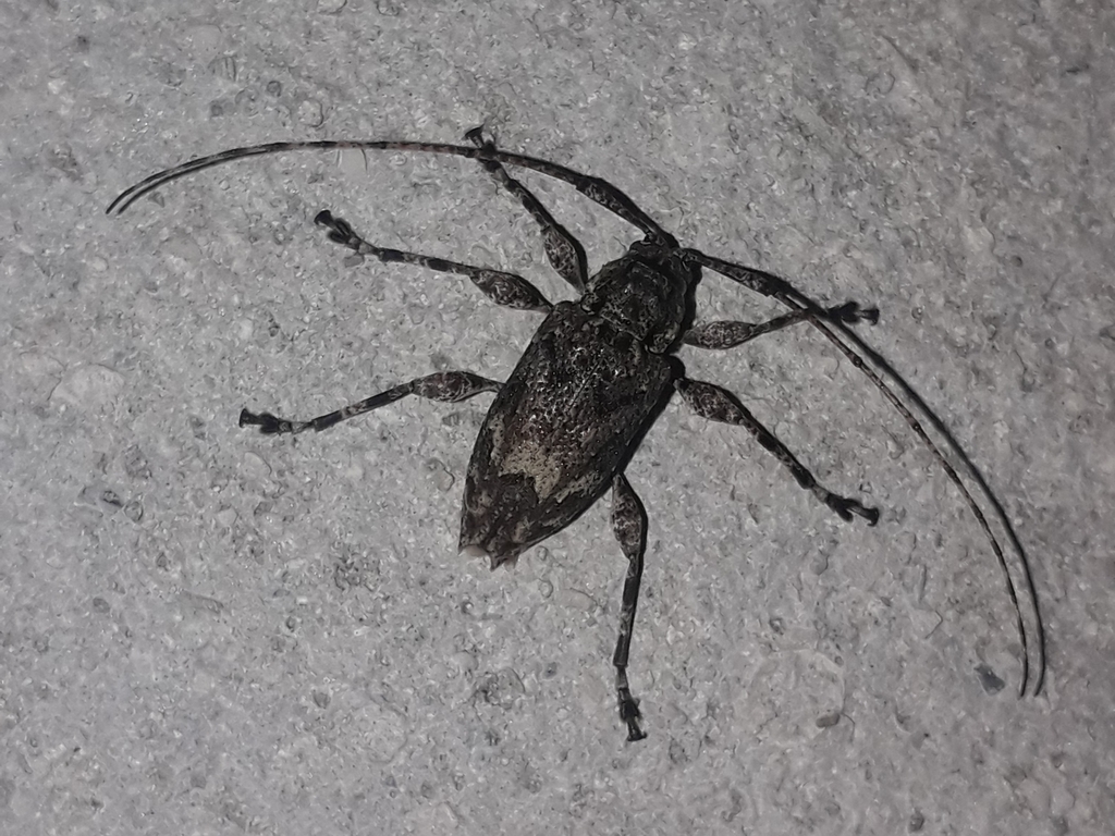 Amniscus assimilis