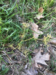 Ptilimnium capillaceum