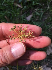 Ptilimnium capillaceum