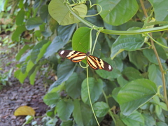 Heliconius ethilla polychrous