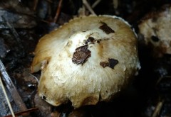 Inocybe dulciolens