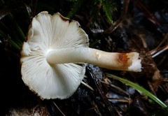Inocybe dulciolens