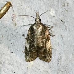 Platynota exasperatana