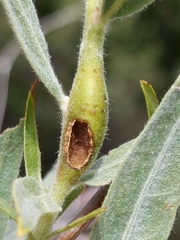 Insecta