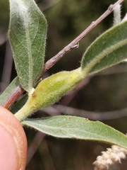 Insecta