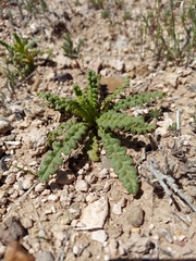 Phacelia corrugata