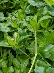 Alternanthera philoxeroides