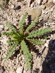 Phacelia corrugata