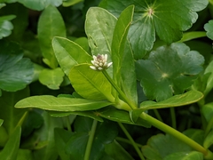 Alternanthera philoxeroides