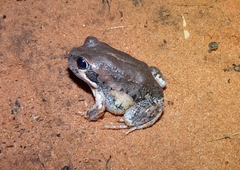 Limnodynastes dumerilii dumerilii