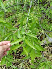 Fraxinus